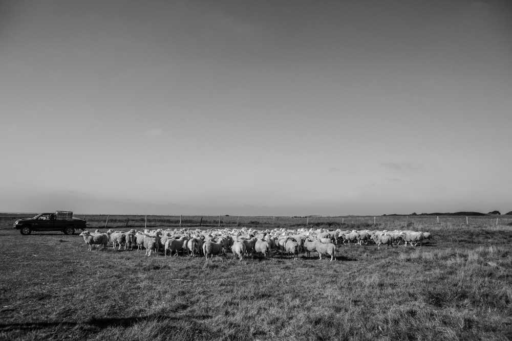 mouton treguennec